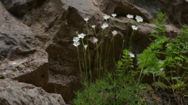 Doğal ortamda Rock Pembesi (Dianthus petraeus)