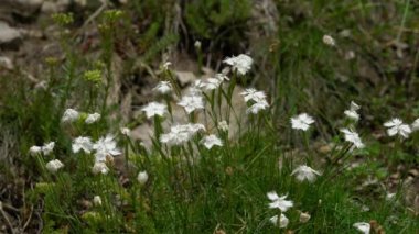 Doğal ortamda Rock Pembesi (Dianthus petraeus)