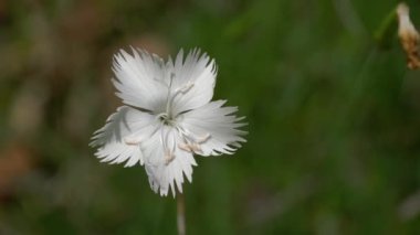 Doğal ortamda Rock Pembesi (Dianthus petraeus)