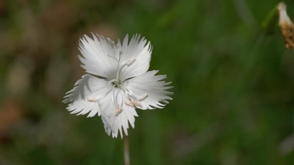 Rock Pink Ambiente Natural Dianthus Petraeus — Vídeo de stock