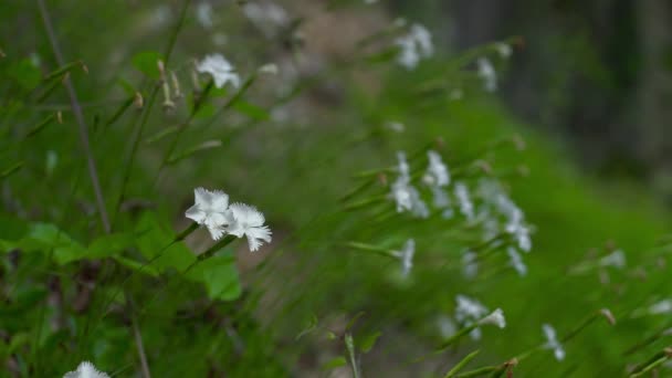 Rosa Roccia Ambiente Naturale Dianthus Petraeus — Video Stock