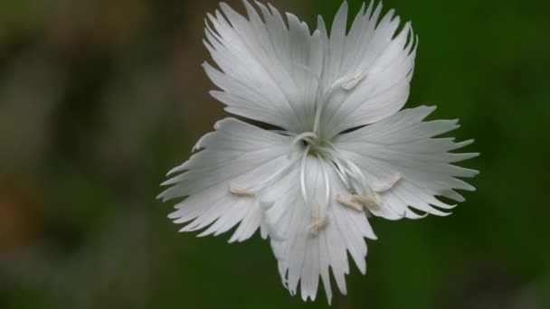 Розовая Скала Естественной Окружающей Среде Dianthus Petraeus — стоковое видео