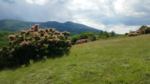 Φρούτα Καπνιστών Δέντρων Που Την Άνοιξη Αεράκι Cotinus Coggygria — Αρχείο Βίντεο