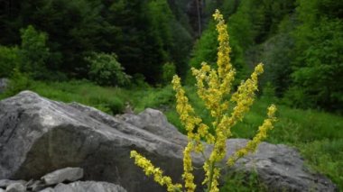 Doğal ortamda Büyük Mullein (Verbascum thapsus)