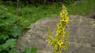 Doğal ortamda Büyük Mullein (Verbascum thapsus)
