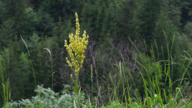 Doğal ortamda Büyük Mullein (Verbascum thapsus)