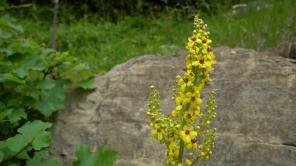 Great Mullein Natural Ambient Verbascum Thapsus — 비디오