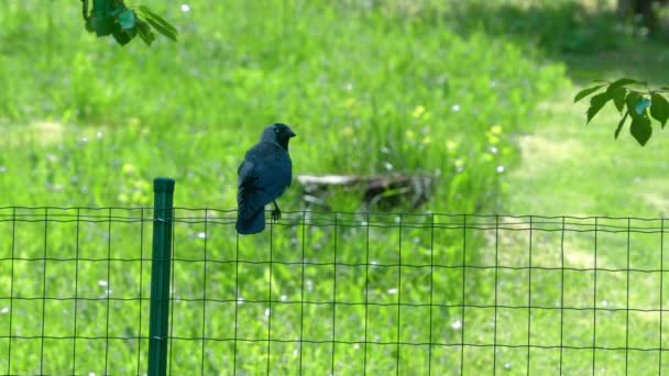 Zachodni Jackdaw Rozglądający Się Dookoła Ogrodzenia Coloeus Monedula — Wideo stockowe