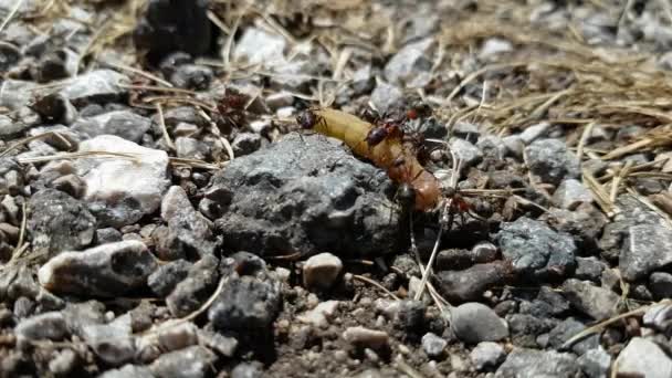 Mravenci Zabíjejí Odstraňují Motýlí Larvy — Stock video