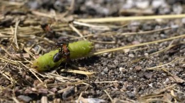 Karıncalar öldürür ve kelebek larvalarını alır.