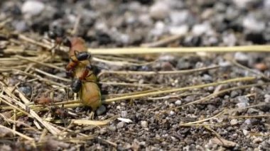 Karıncalar öldürür ve kelebek larvalarını alır.