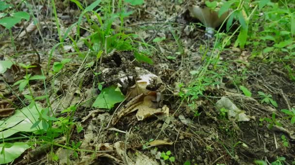 Peppery Milkcap Natural Ambient Sprouting Lactarius Piperatus — Videoclip de stoc
