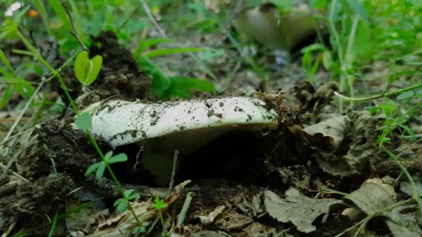 Pfeffrige Milchkappe Natürlicher Umgebung Austreibend Lactarius Piperatus — Stockvideo