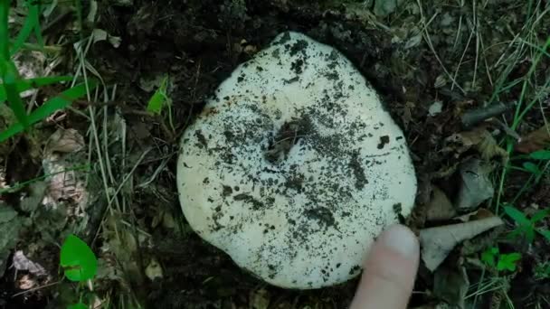 Peperige Melkdop Natuurlijke Omgeving Ontkiemen Lactarius Piperatus — Stockvideo