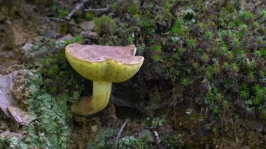 Doğal ortamda Peppery Bolete (Chalciporus piperatus)