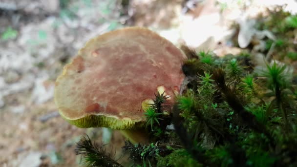 Peppery Bolete Ambiente Natural Calciporus Piperatus — Vídeos de Stock