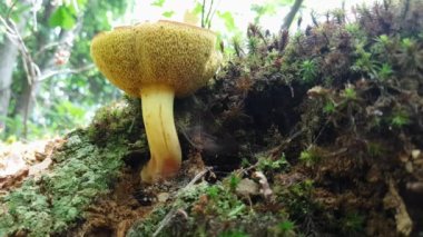Doğal ortamda Peppery Bolete (Chalciporus piperatus)