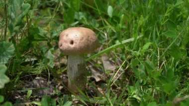 Slate Bolete in natural ambient (Leccinum duriusculum)