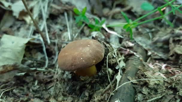 Penny Bun Cep Porcini Mushroom Natural Environment Boletus Edulis — Stock Video