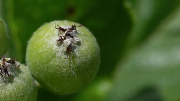 Conjunto Frutas Viga Blanca Maduración Sorbus Aria — Vídeo de stock