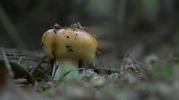 Fedindo Russula Ambiente Natural Jovem Russula Foetens — Vídeo de Stock