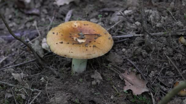 Stinking Russula Natural Ambient Young Russula Foetens — 비디오