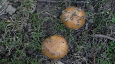 Russula doğal ortamında, genç (Russula ceninleri))