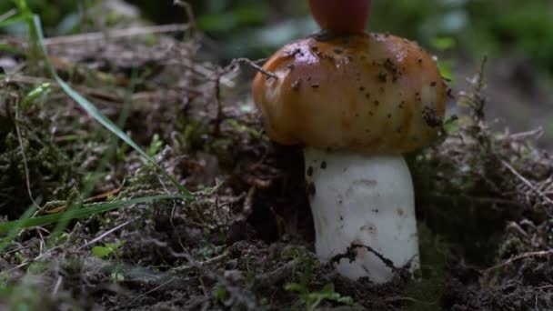 Śmierdząca Russula Naturalnym Otoczeniu Młoda Russula Foetens — Wideo stockowe