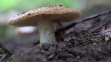 Russula doğal ortamda (Russula cenini))