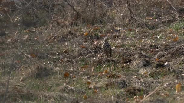 Misteldrossel Auf Nahrungssuche Vorsicht Turdus Viscivorus — Stockvideo