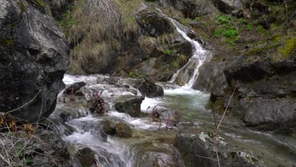 Common Butterbur Mountain Stream Petasites Hybridus — Stockvideo