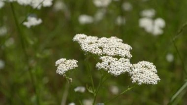 White blooming Yarrow flower on slight breeze (Achillea millefolium)