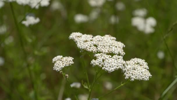 Květ Bílého Květu Yarrow Mírném Vánku Achillea Millefolium — Stock video