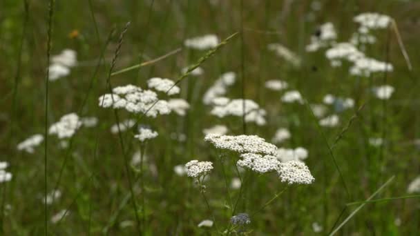 Květ Bílého Květu Yarrow Mírném Vánku Achillea Millefolium — Stock video