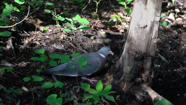 Common Wood Pigeon Looking Food Columba Palumbus — Stock Video