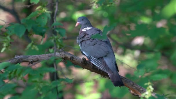 Κοινό Ξύλινο Περιστέρι Καθαρισμός Φτερών Columba Palumbus — Αρχείο Βίντεο