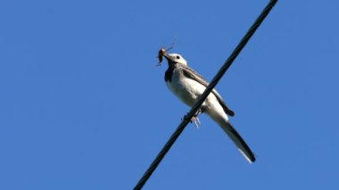 Beyaz Wagtail bir güç kablosu üzerinde civcivler için yiyecek taşır (Motacilla alba)