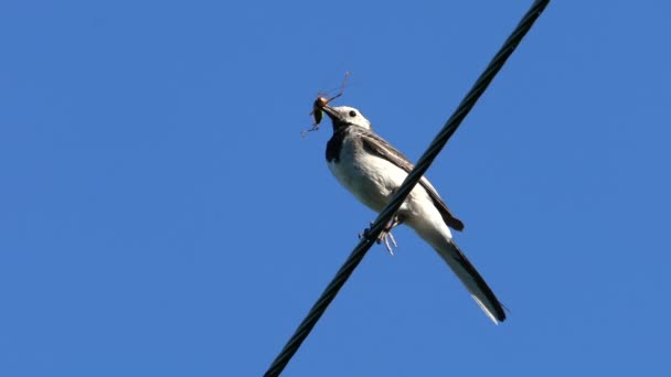 White Wagtail Power Cable Carries Food Chicks Motacilla Alba — Αρχείο Βίντεο