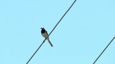 Beyaz Wagtail bir güç kablosu üzerinde civcivler için yiyecek taşır (Motacilla alba)
