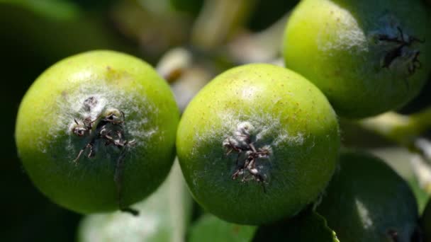 Vitljusfruktsset Mognad Sorbus Aria — Stockvideo