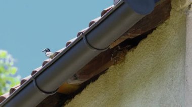 Çatıdaki beyaz kuyruk yavrular için yiyecek taşır (Motacilla alba)