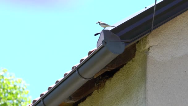 Bílý Ocas Střeše Nese Jídlo Pro Kuřata Motacilla Alba — Stock video