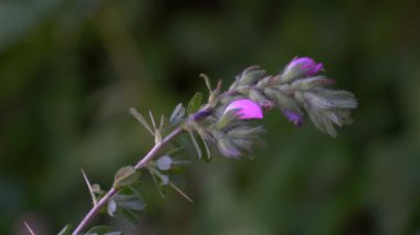 Spiny Restharrow in natural ambient (Ononis spinosa)