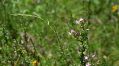 Spiny Restharrow in natural ambient (Ononis spinosa)