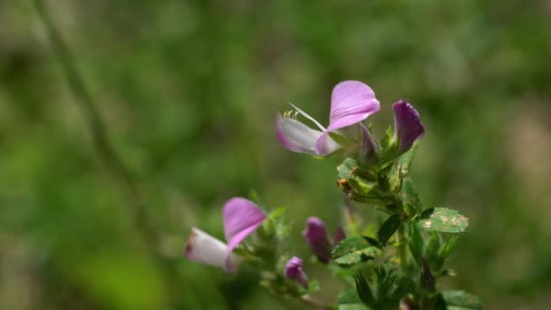 Spiny Restharrow Natural Ambient Ononis Spinosa — Vídeo de Stock
