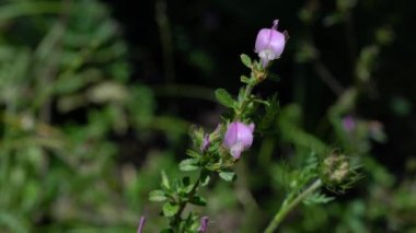 Spiny Restharrow in natural ambient (Ononis spinosa)