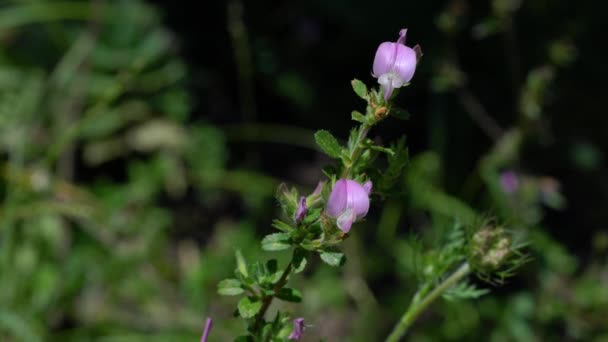 Spiny Restharrow Natural Ambient Ononis Spinosa — Vídeo de Stock