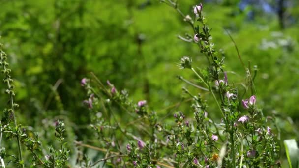 Spiny Restharrow Natural Ambient Ononis Spinosa — Stok video