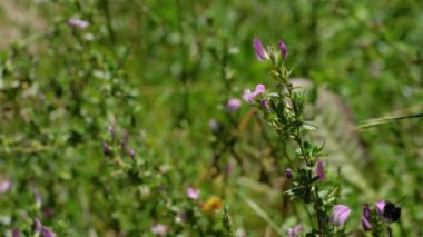 Spiny Restharrow in natural ambient (Ononis spinosa)