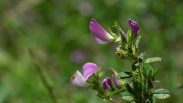 Spiny Restharrow Natural Ambient Ononis Spinosa — Videoclip de stoc